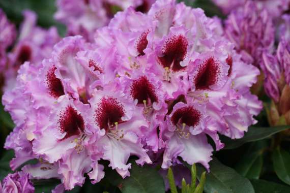 Rhododendron'Kabarett' 