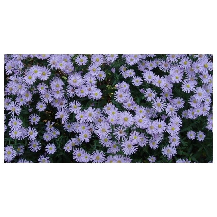 Kalimeris incisa'Blue Star'