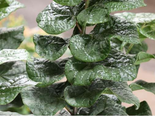 Cercis canadensis'Little Woody' 