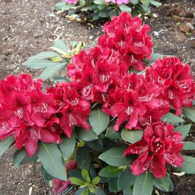 Rhododendron'Karl Naue' 