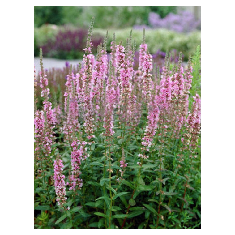Lythrum salicaria'Blush'