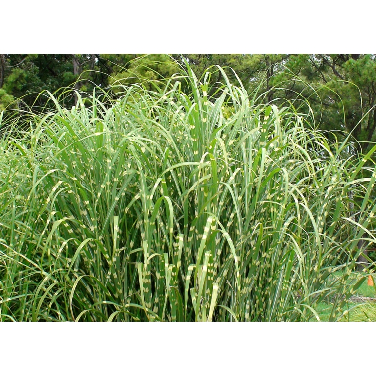 Miscanthus sinensis'Zebrinus'