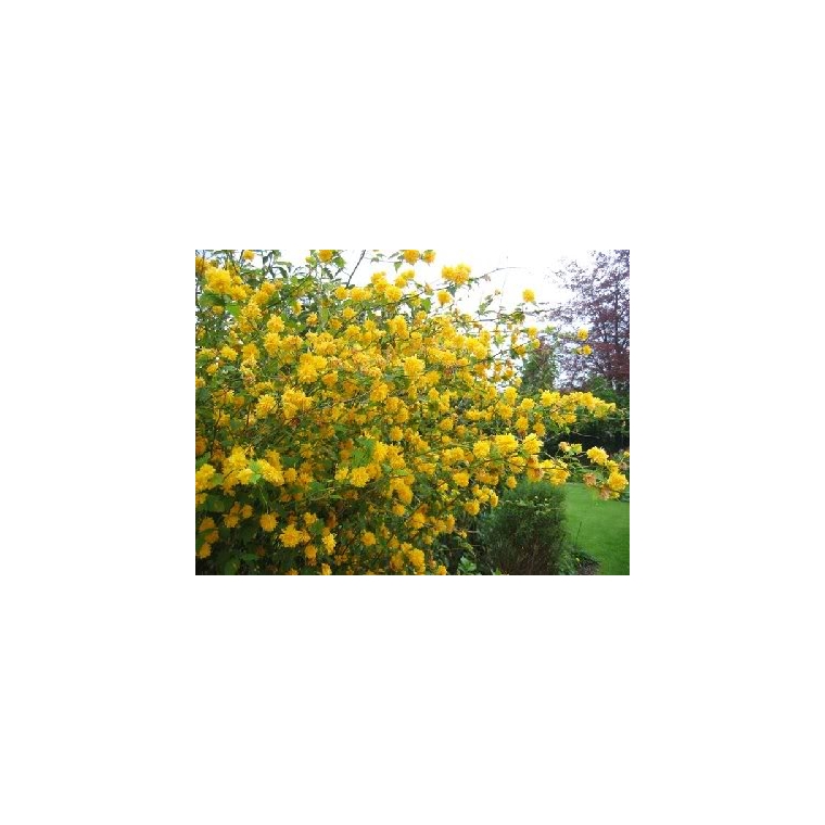 Kerria japonica'Pleniflora' 