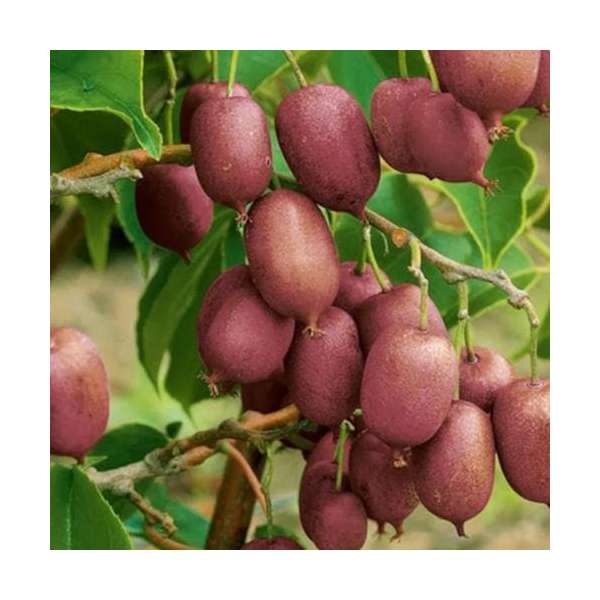 Actinidia arguta'Ken's Red' 