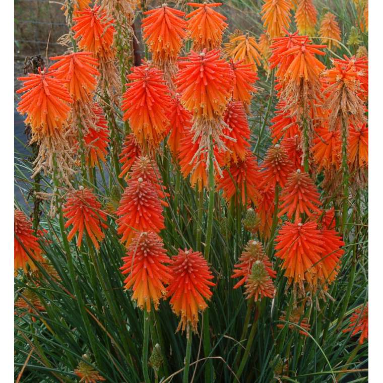 Kniphofia'Ember Glow'