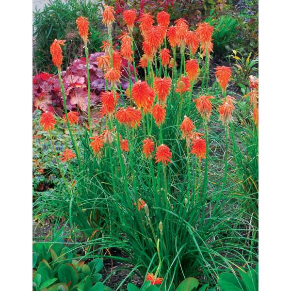 Kniphofia'Fire Glow'