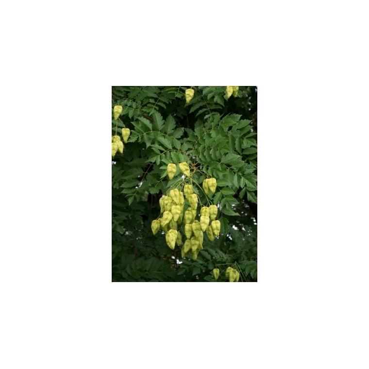 Koelreuteria paniculata'Fastigiata' 