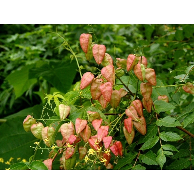 Koelreuteria paniculata 