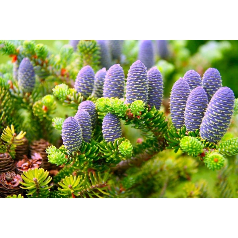 Abies koreana 