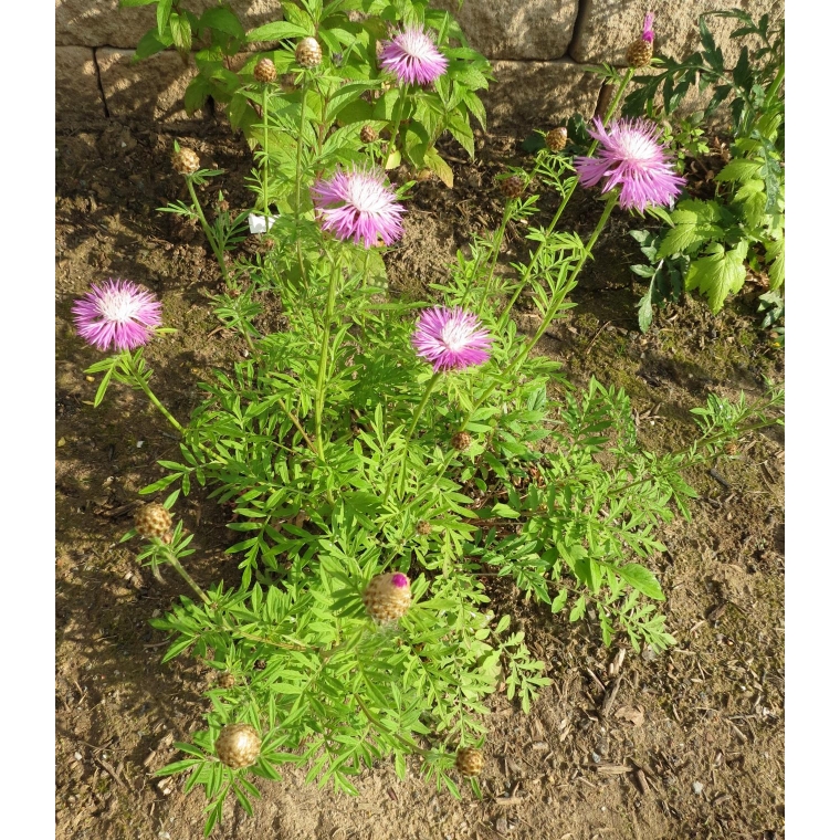 Centaurea dealbata'Steenbergii'