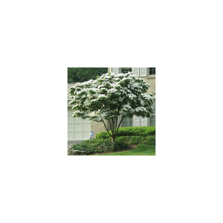 Cornus kousa 
