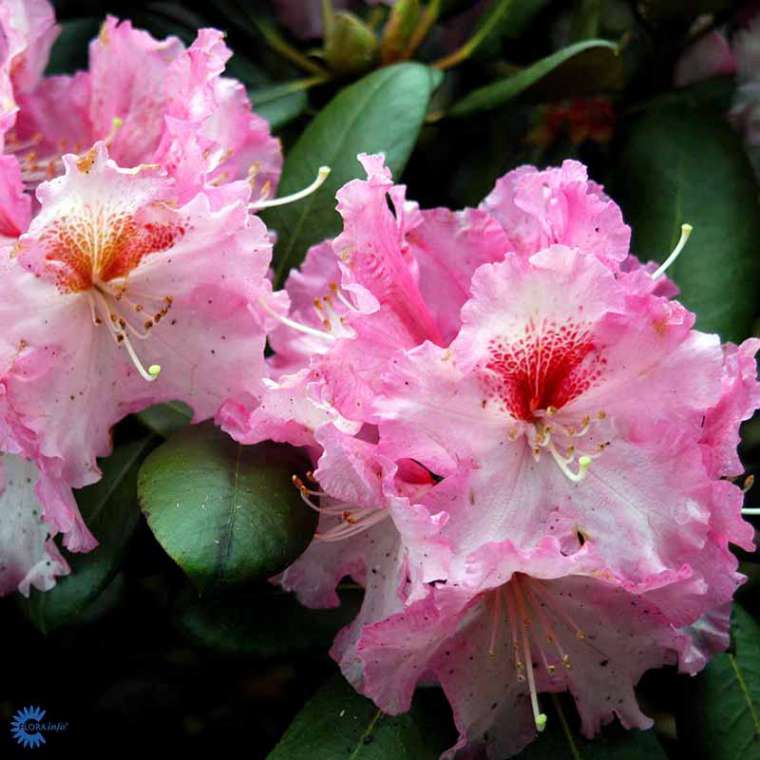 Rhododendron'Bohlkens Kronjuwel' 