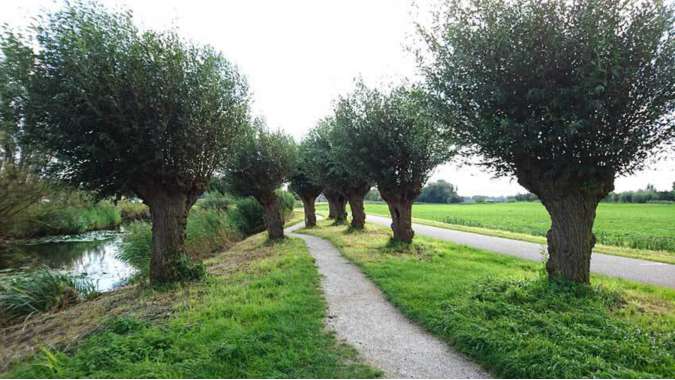 Salix alba(Knotwilg) 