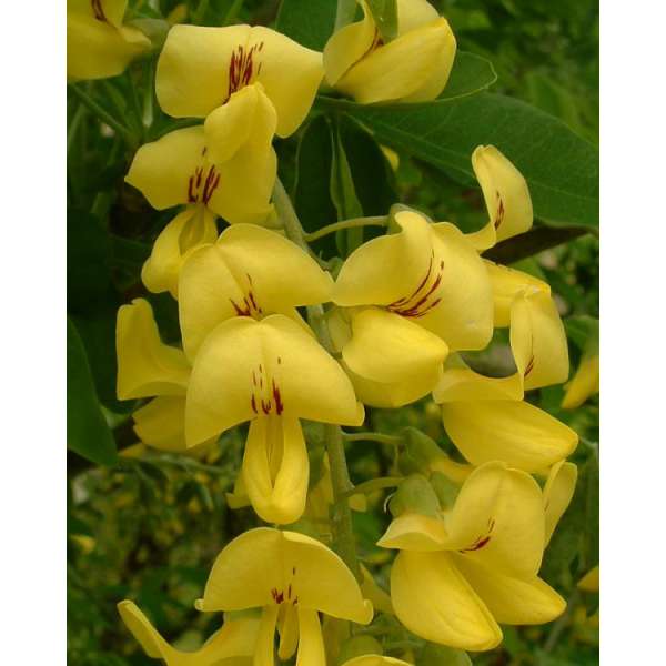 Laburnum anagyroides 