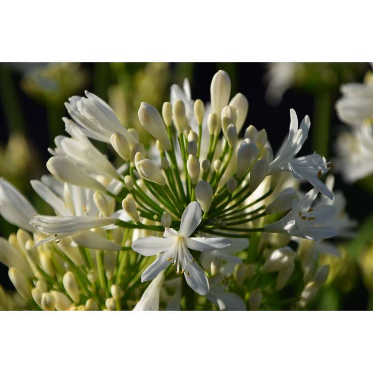 Agapanthus'Lady Lauren' 