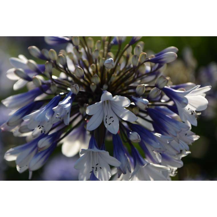 Agapanthus'Lady Twillight' 