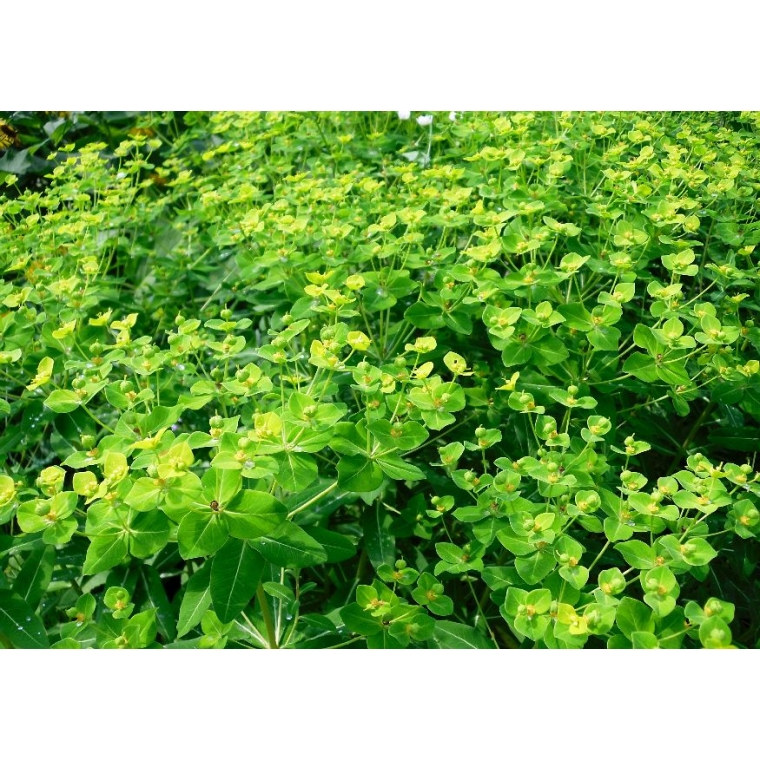 Euphorbia cornigera'Goldener Turm'