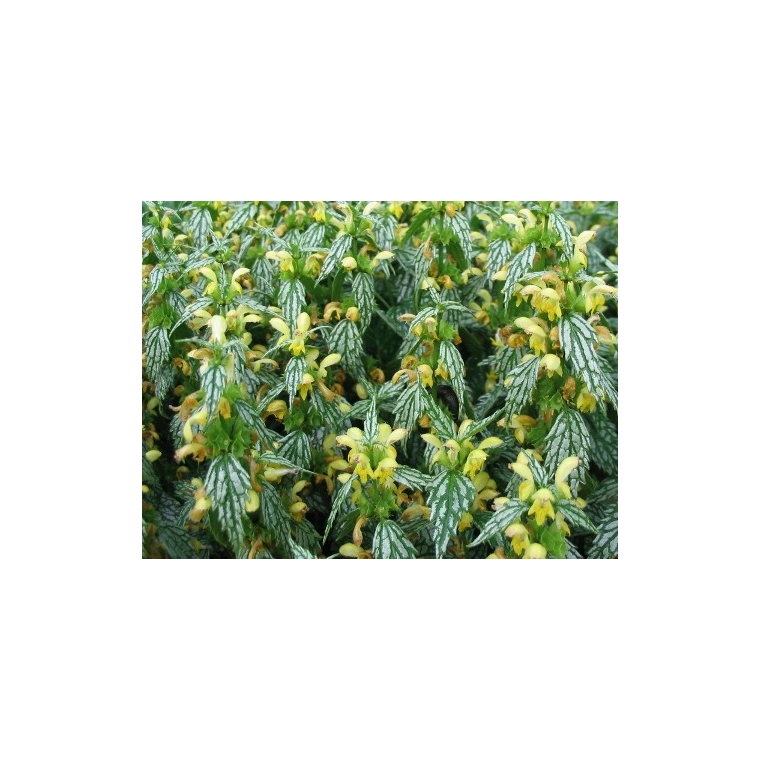 Lamiastrum galeobdolon'Herman's Pride'