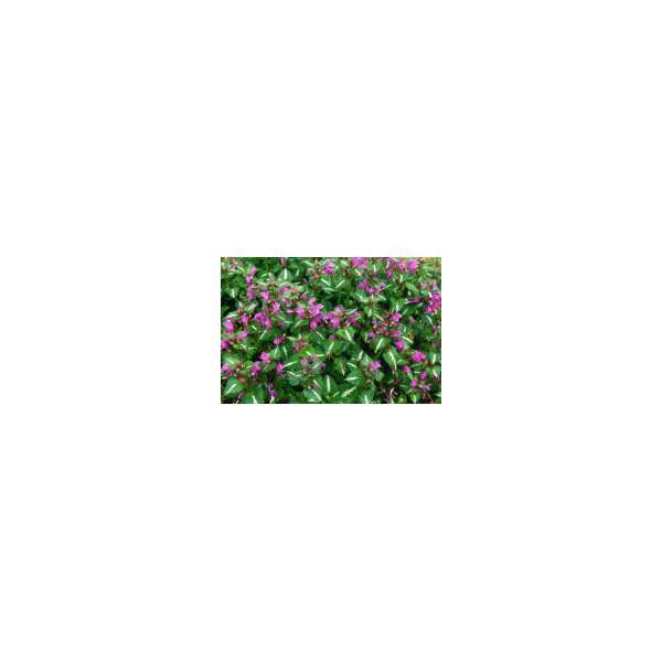 Lamium maculatum'Roseum'