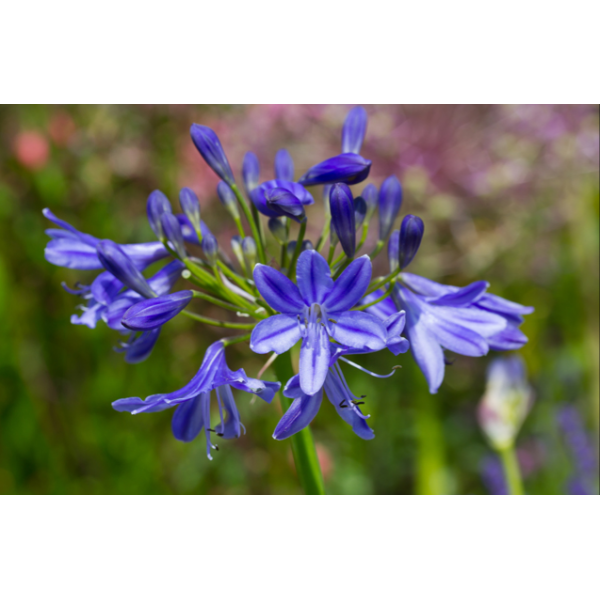 Agapanthus'Lady Lazuili' 