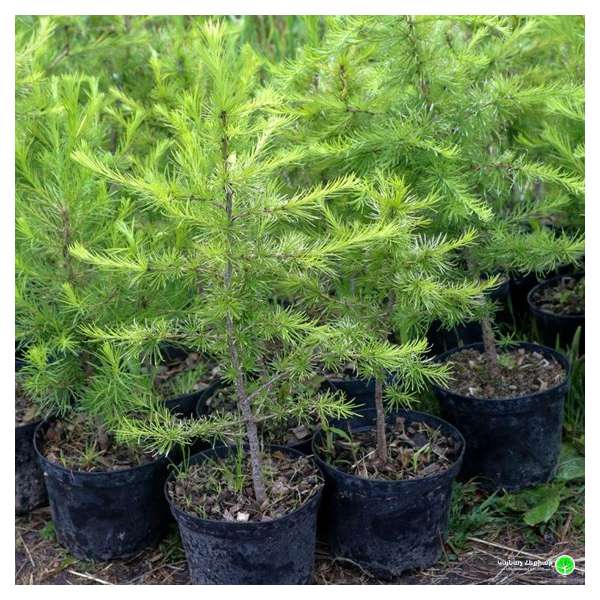 Larix decide'Summer Fog' 