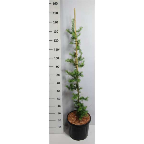 Larix kaempferi'Diana' 