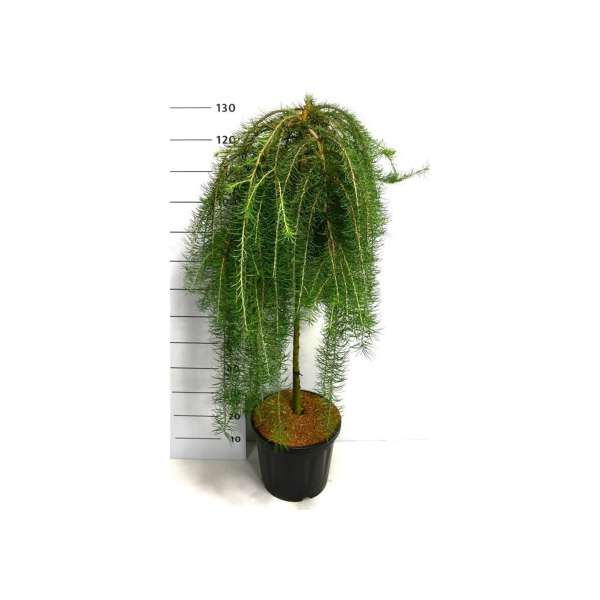 Larix kaempferi'Boring Weeper' 