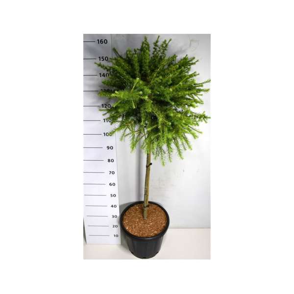 Larix laricina'Arethusa Bog' 