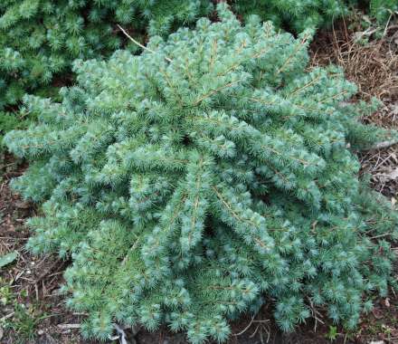 Larix kaempferi'Blue Dwarf' 