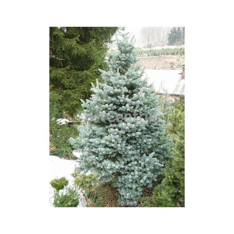 Abies lasiocarpa'Compacta' 