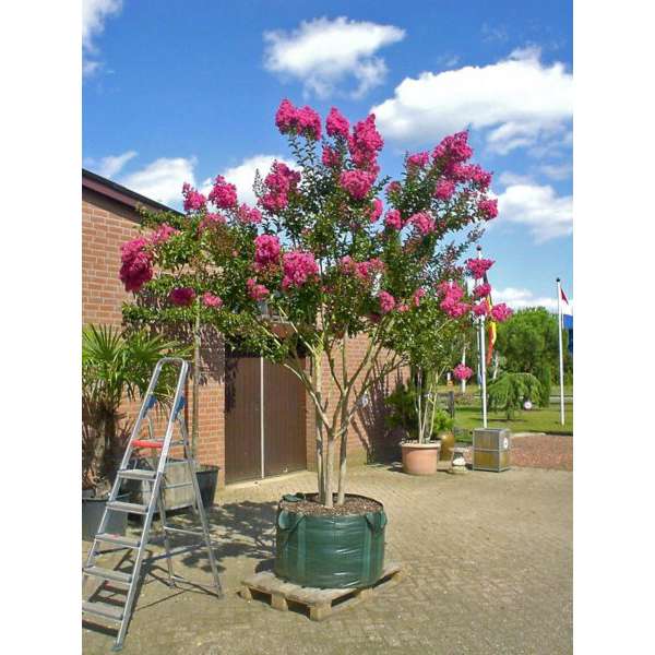 Lagerstroemia indica 