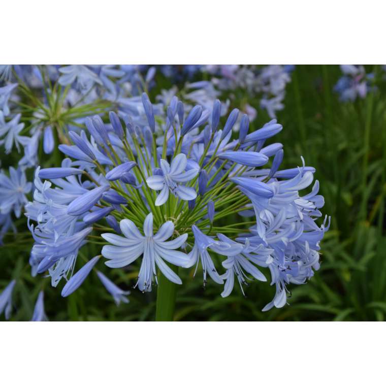 Agapanthus'Lavender Haze' 