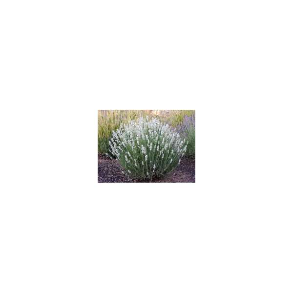 Lavandula angustifolia'Alba'