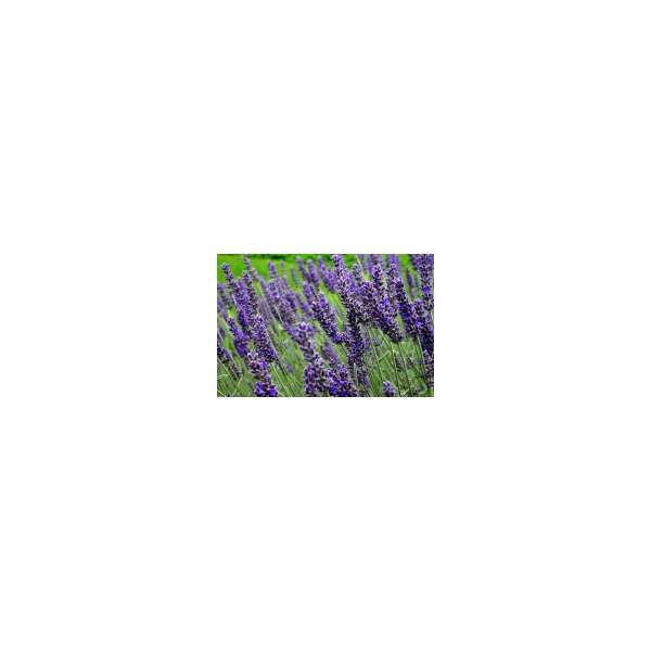 Lavandula angustifolia'Munstead' 