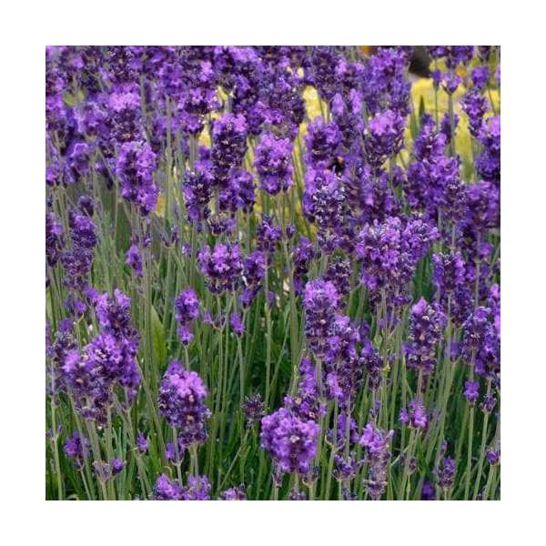 Lavandula angustifolia'Essence Purple'