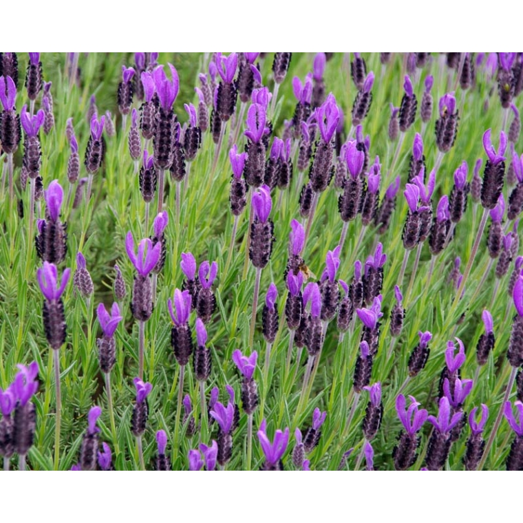 Lavandula stoechas