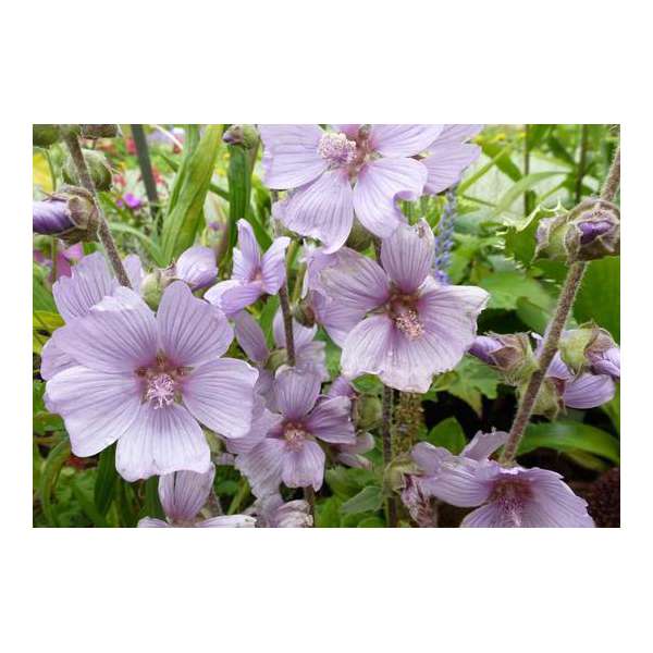 Lavatera'Lilac Lady'