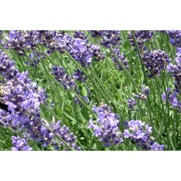 Lavandula intermedia'Dutch'