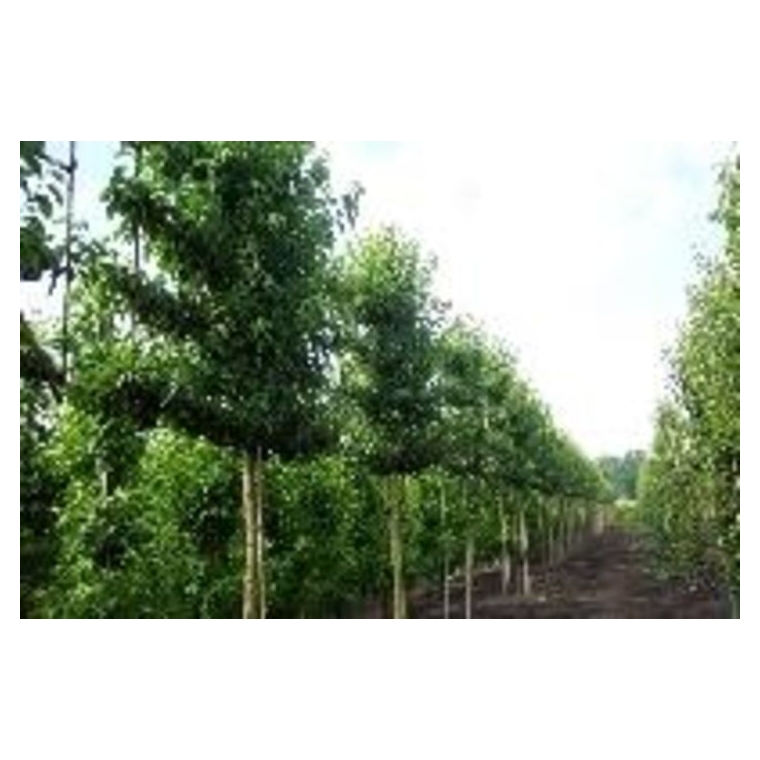 Crataegus laevigata'Paul's Scarlet leivorm 