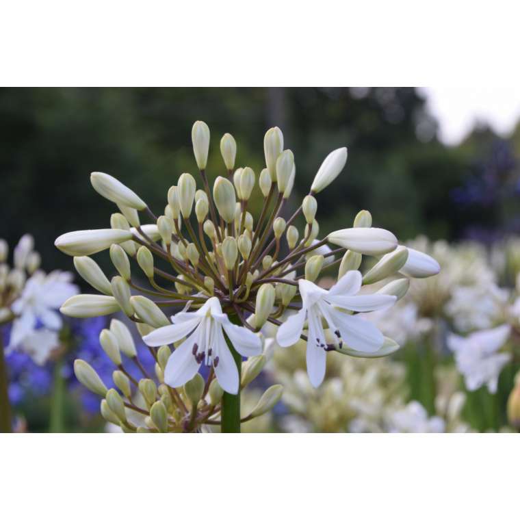 Agapanthus'Leicester' 