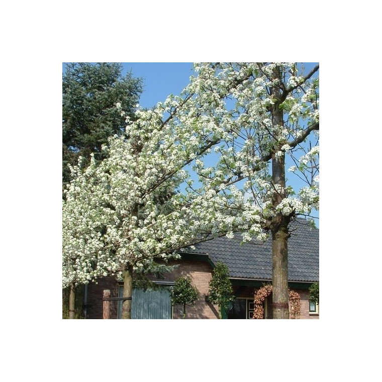 Pyrus calleryana'Chanticleer' leivorm 