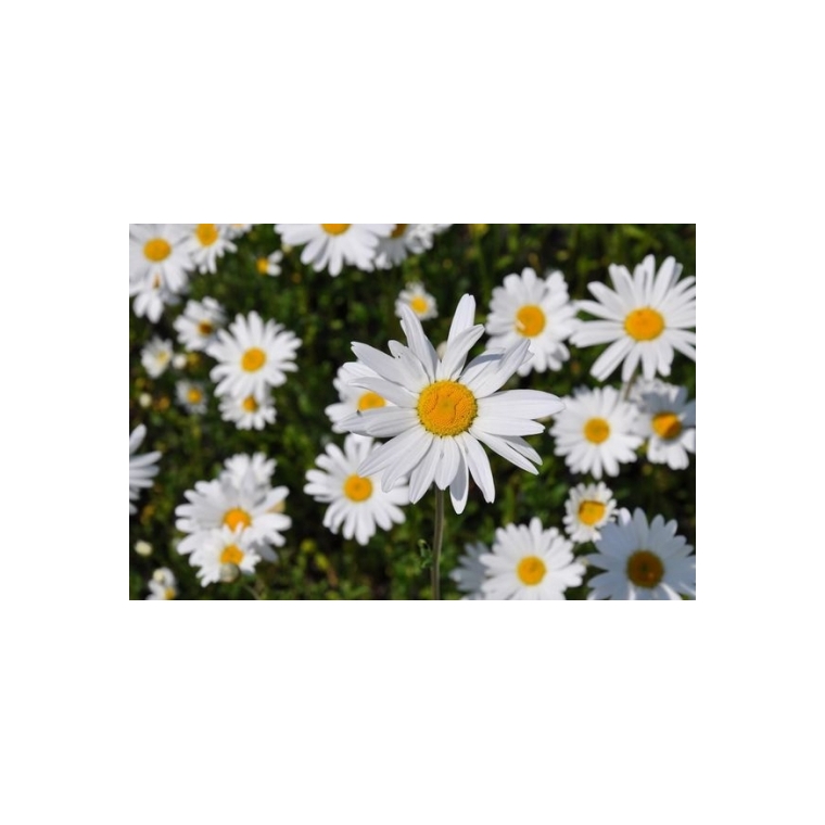 Leucanthemum vulgare'Maikönigin'