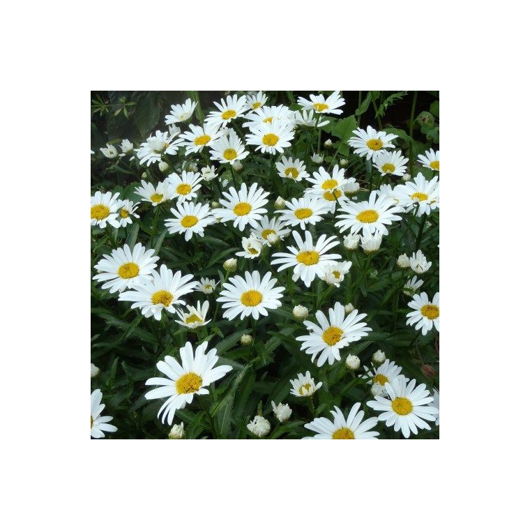 Leucanthemum'Silberprinzesschen'