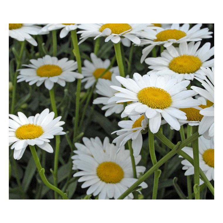 Leucanthemum'Polaris'