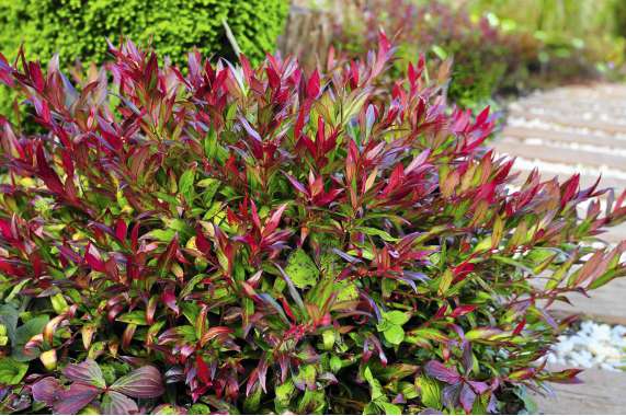 Leucothoe lipsbowli'Red Lips' 