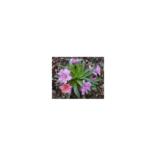 Lewisia'Little Plum'