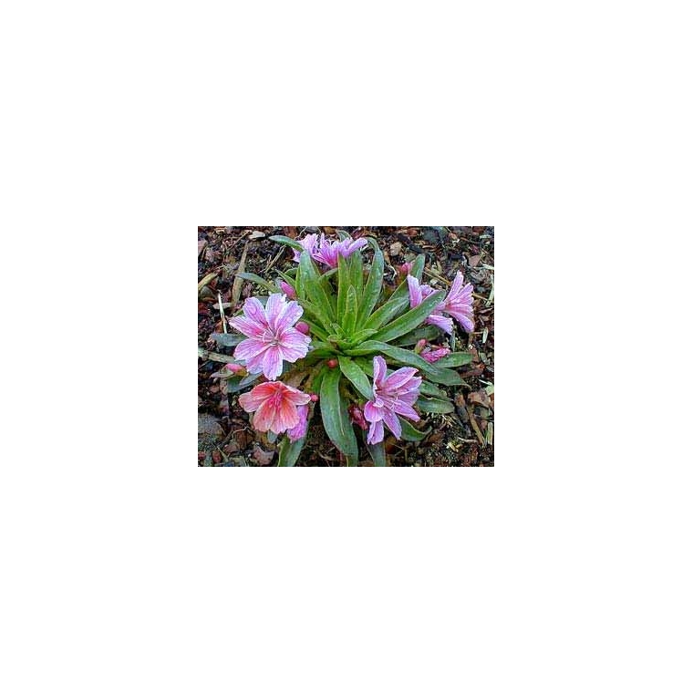Lewisia cotyledon'Little Plum'