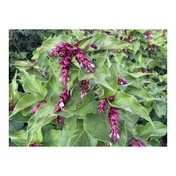 Leycesteria formosa'Purple Rain' 
