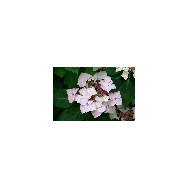 Hydrangea macrophylla'Pax' 