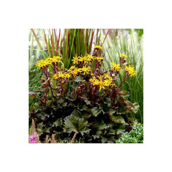 Ligularia'Little Golden Ray'